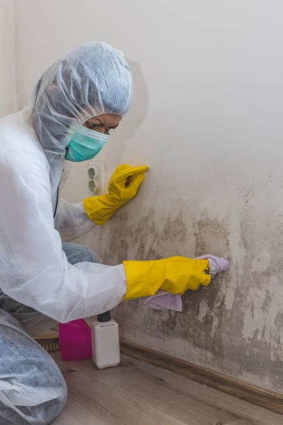Best Mold Remediation for Healthcare Facilities  in Ly Lake, IL