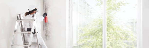 Best Emergency Mold Remediation  in Ly Lake, IL
